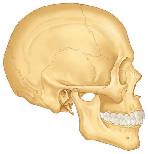 FIGURE 16-1 The disarticulated zygoma has four processes—the frontal, temporal, orbital, and maxillary—and constitutes the lateral portion of the orbit.